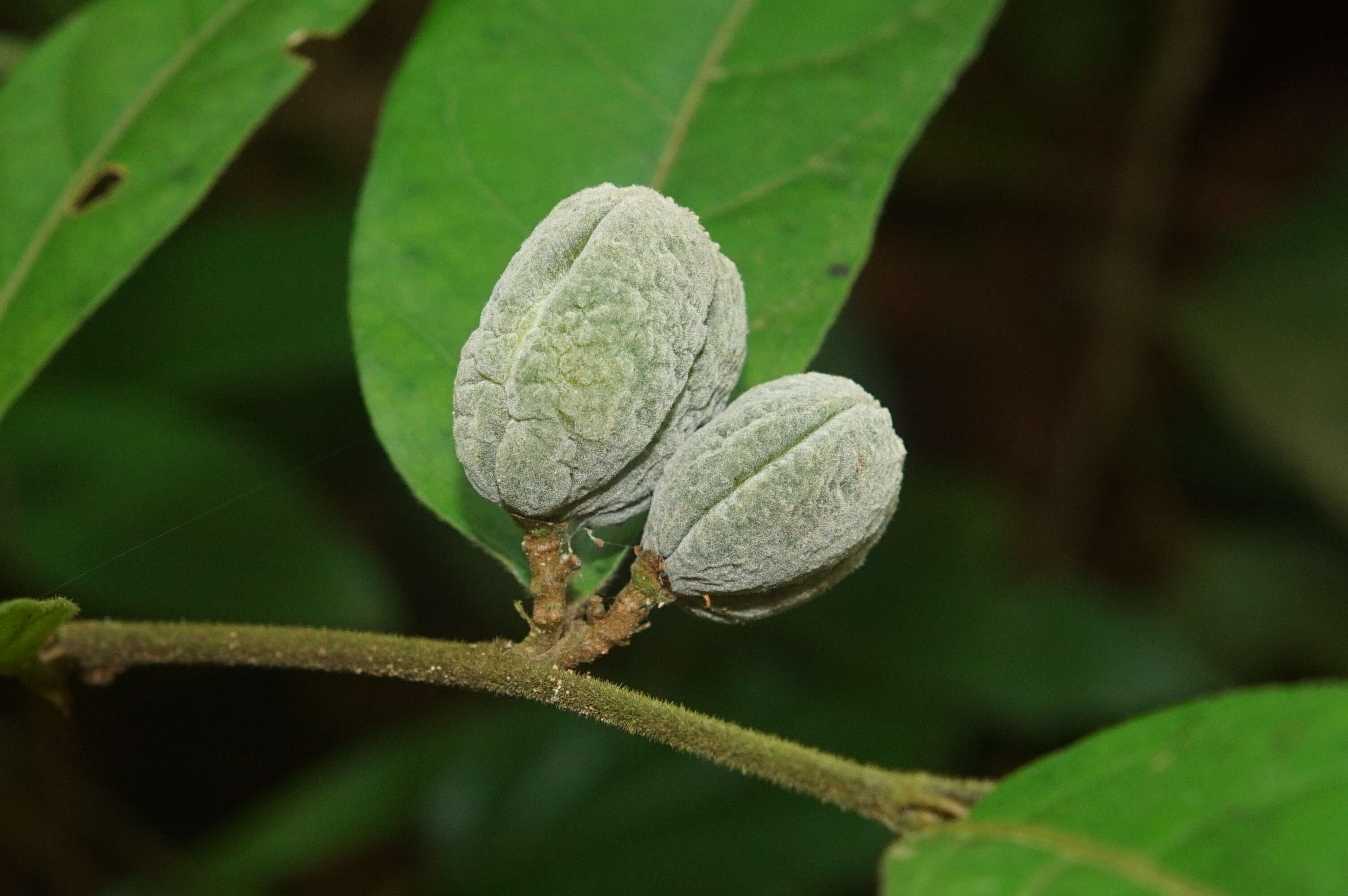 Imagem de Dichapetalum gelonioides (Roxb.) Engl.