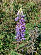 Plancia ëd Lupinus polyphyllus Lindl.