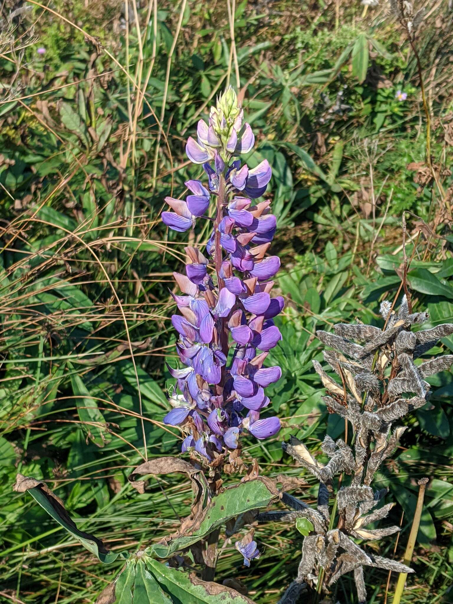 Plancia ëd Lupinus polyphyllus Lindl.