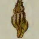 Image of Asperdaphne sculptilis (Angas 1871)