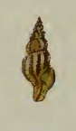 Image of Asperdaphne sculptilis (Angas 1871)