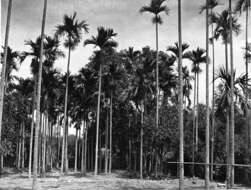 Image of betel palm