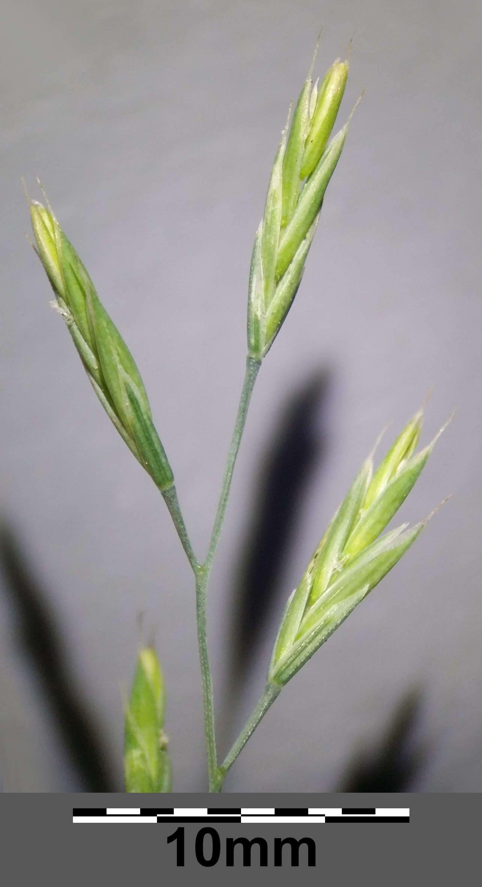 Image of red fescue