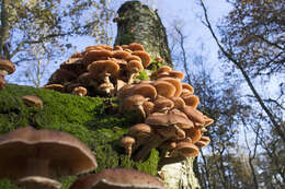 Image of Armillaria ostoyae (Romagn.) Herink 1973