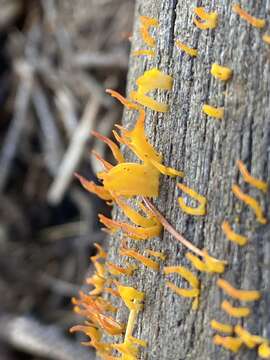 Image of Calocera cornea (Batsch) Fr. 1827