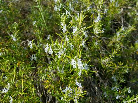 Imagem de Salvia rosmarinus Schleid.