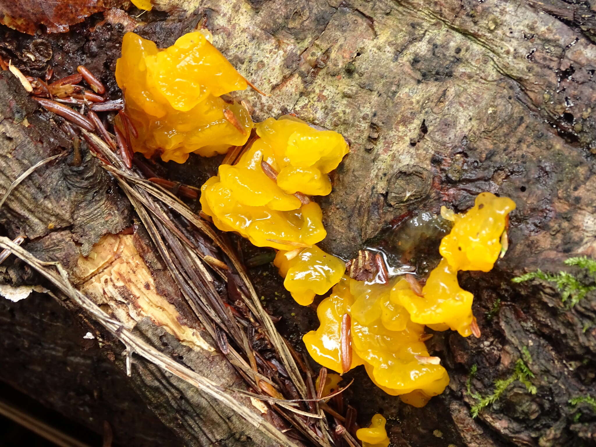 Image of Orange jelly spot