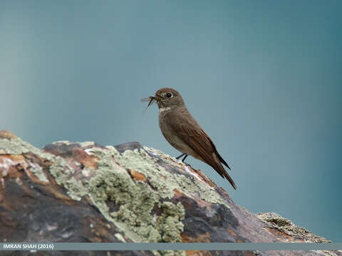 Image of Dark-sided Flycatcher