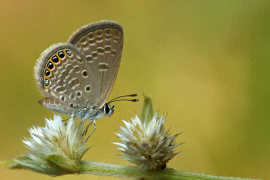 Image of Oriental Grass Jewel