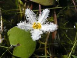 Image of Water-snowflake