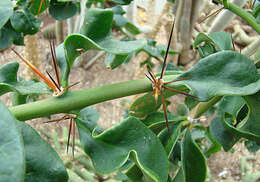 Image of Pereskia stenantha F. Ritter