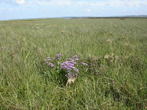 Image of Mediterranean sea lavender