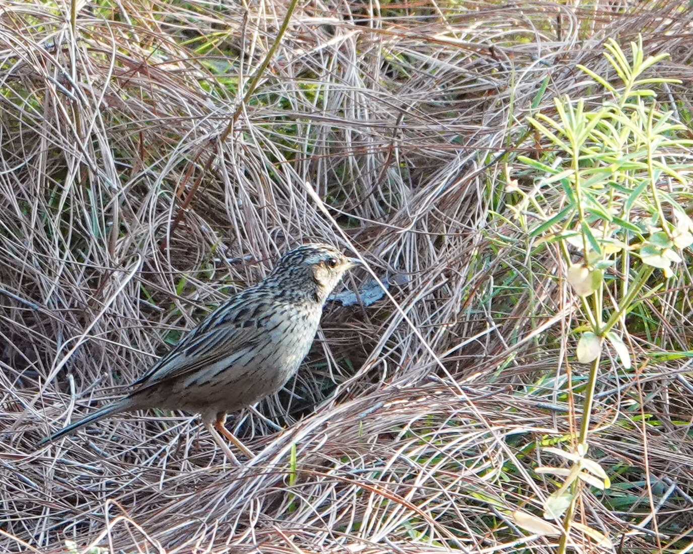 Anthus sylvanus (Hodgson 1845) resmi