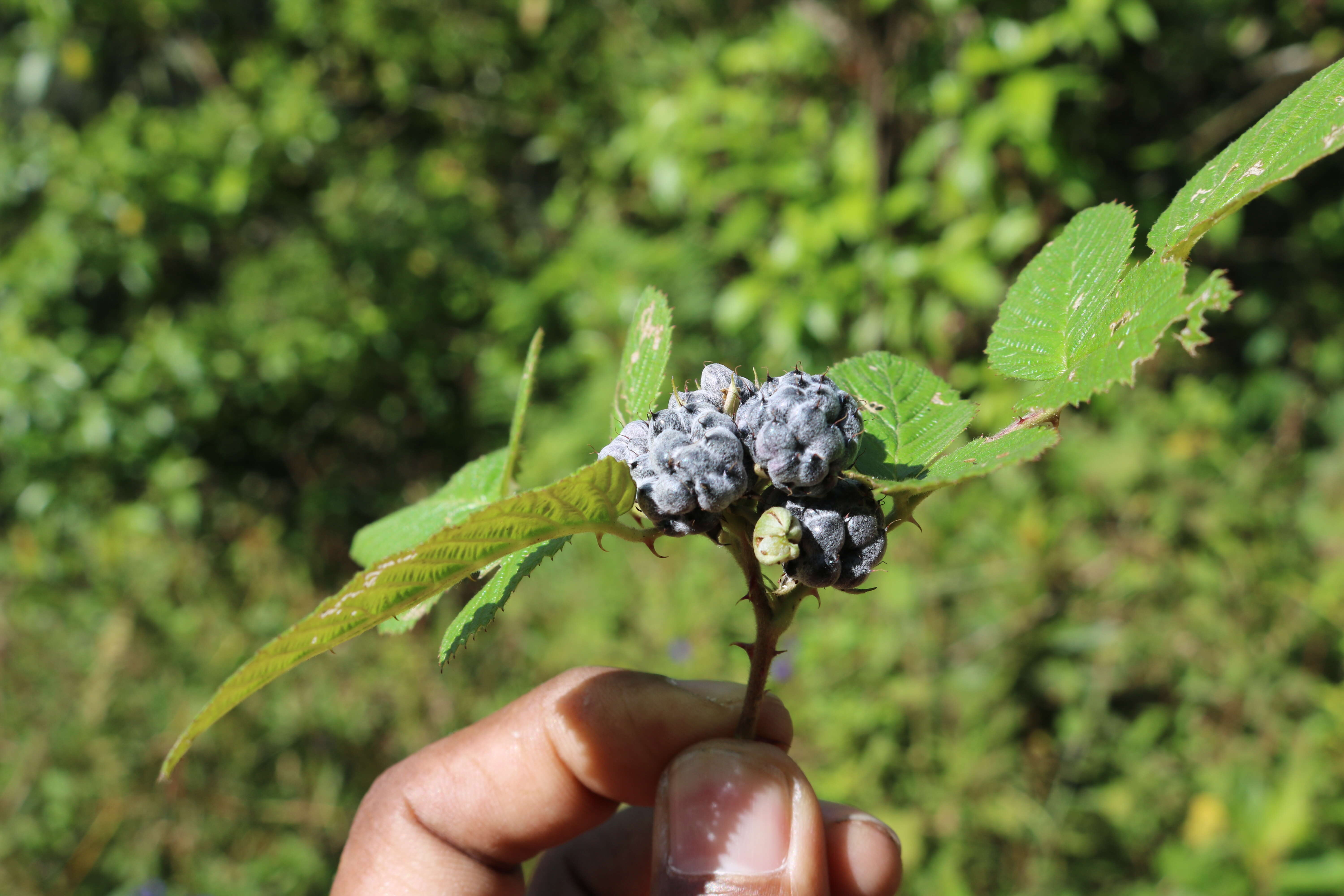 Image of Mysore raspberry