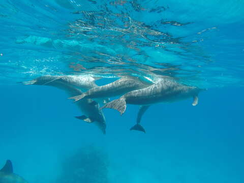 Imagem de Tursiops Gervais 1855