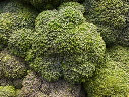 Image of sprouting broccoli