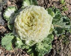 Image of Wild Mustard