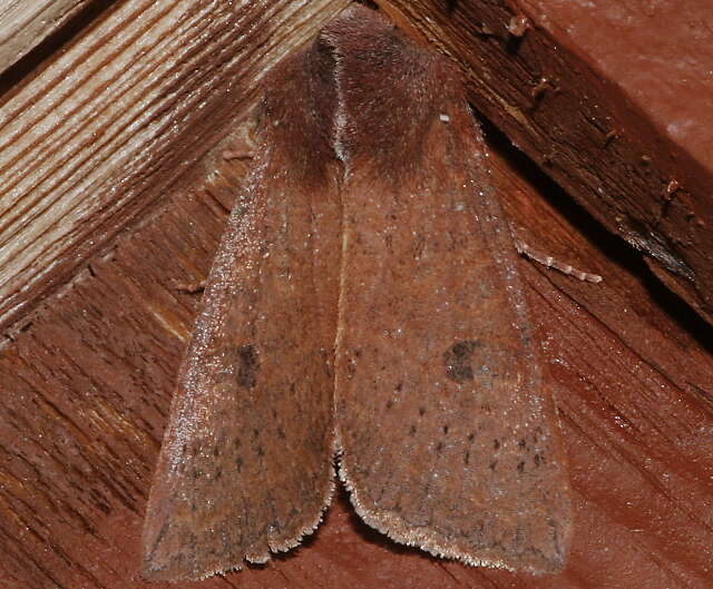 Image of Orthosia transparens Grote 1881