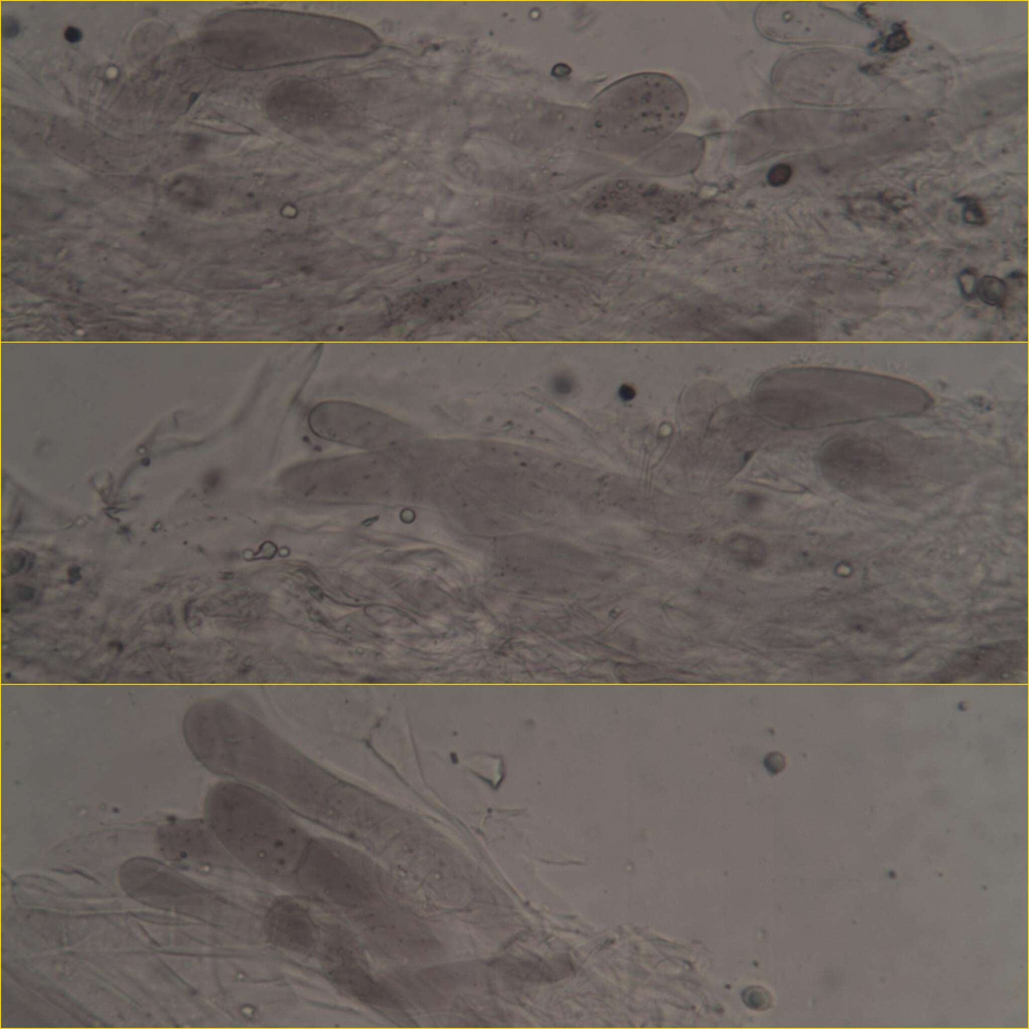 Image of Entoloma mougeotii (Fr.) Hesler 1967