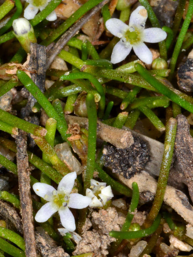 صورة Limosella australis R. Br.