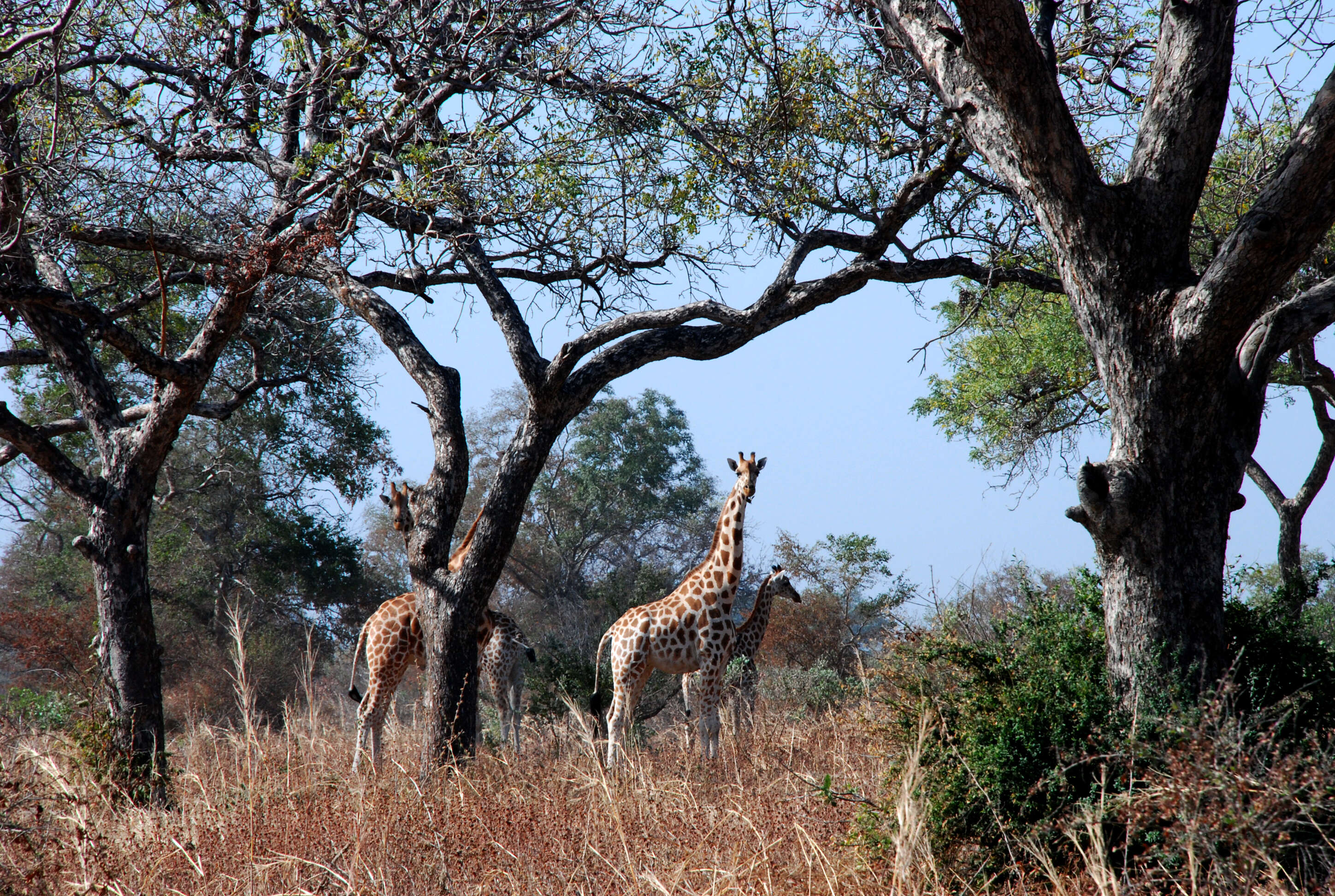 Image of Kordofan giraffe