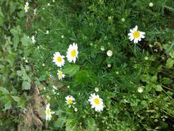 Image of corn chamomile