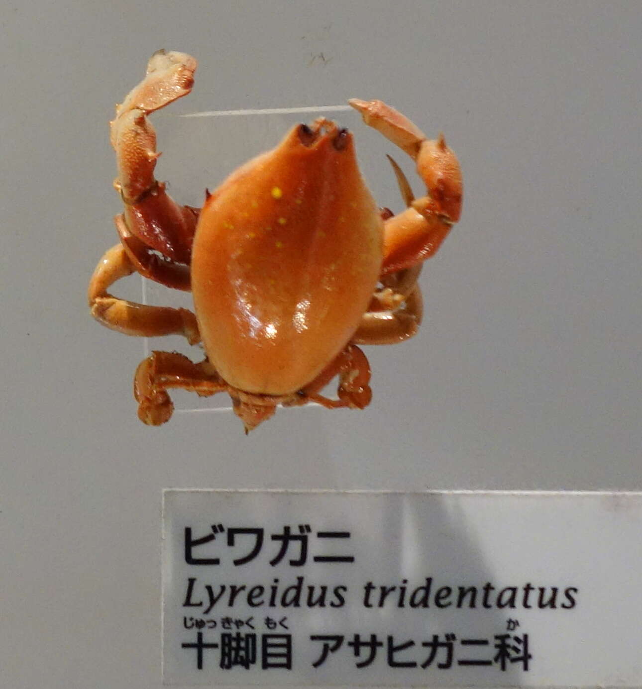 Image de Lyreidus tridentatus De Haan 1841