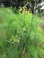 Image of fennel