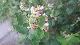 Image of common snowberry