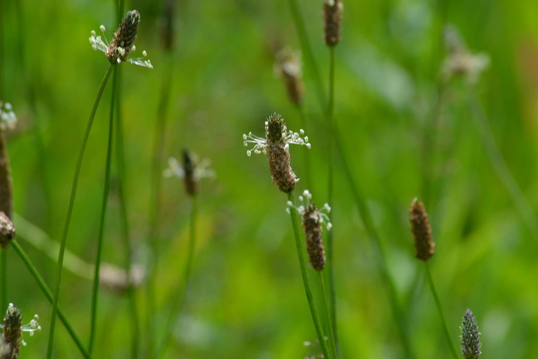 Image of Ribwort Plantain