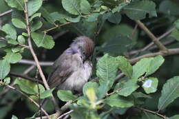 Image of Blackcap