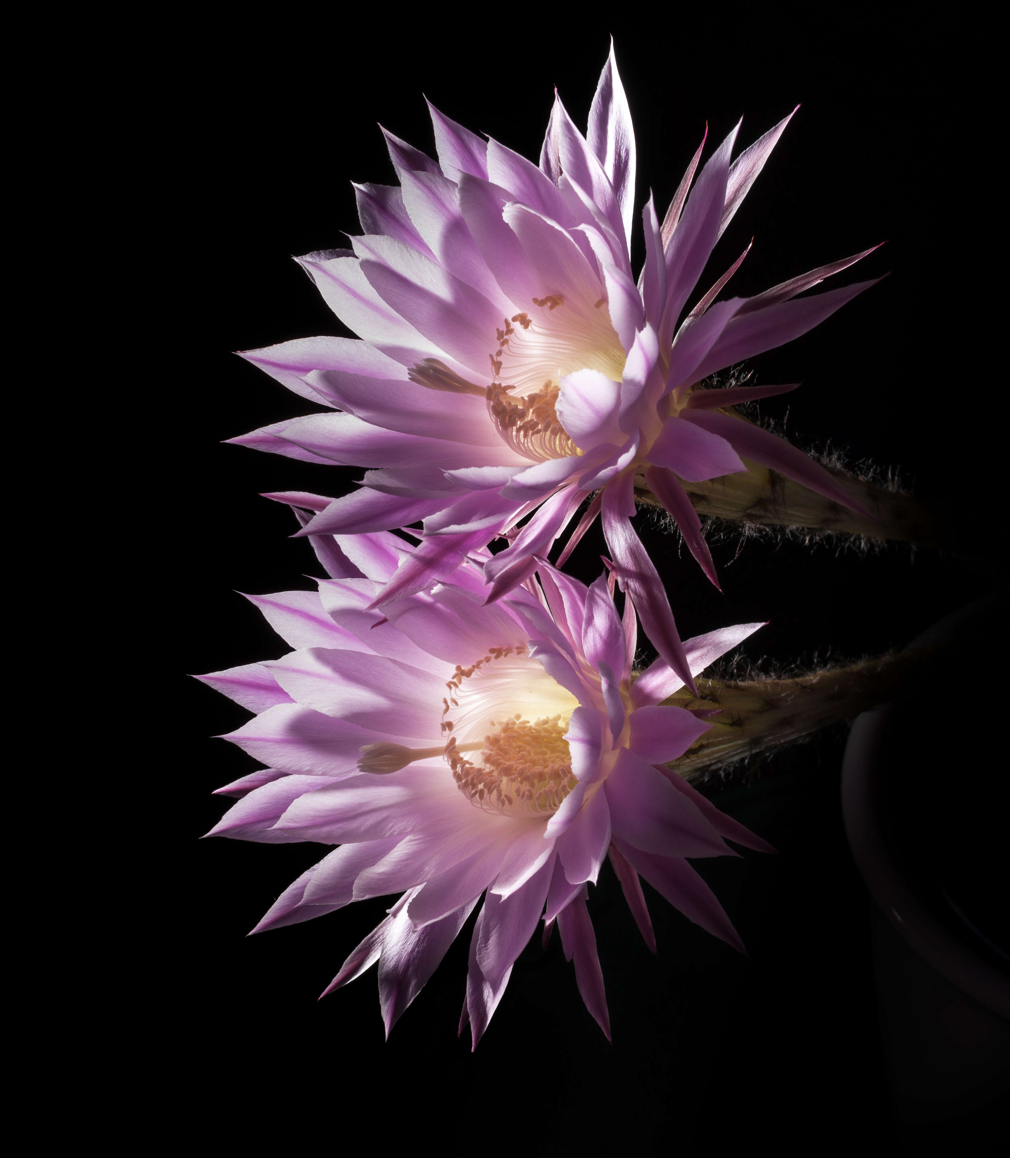 Image of Echinopsis oxygona