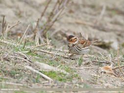 Image de Bruant nain