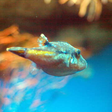 Image of Brown-lined Puffer