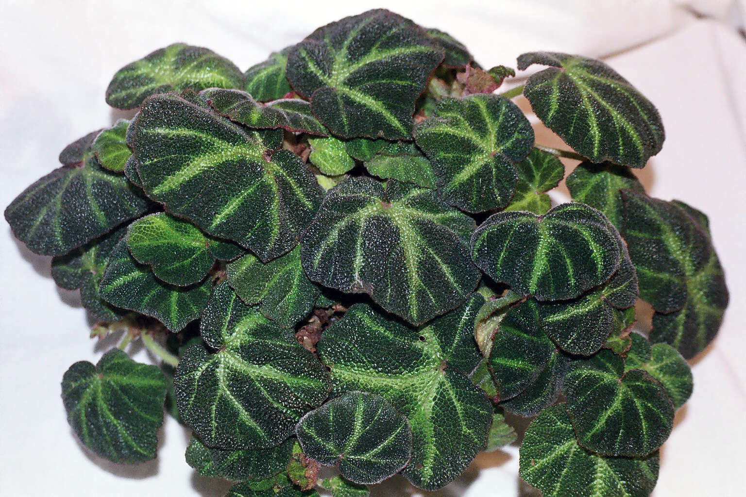 Image de Begonia soli-mutata