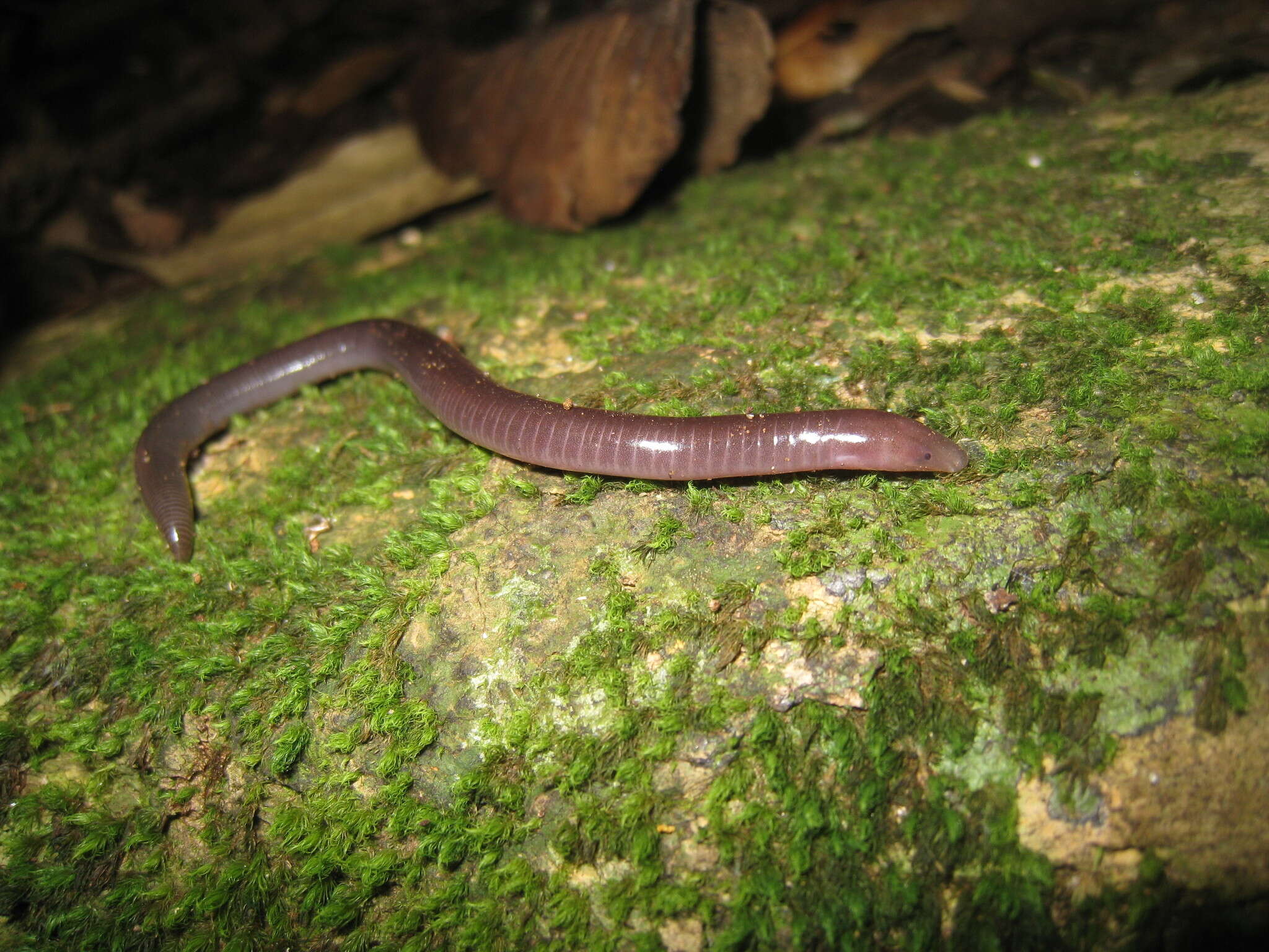 Plancia ëd Uraeotyphlus interruptus Pillai & Ravichandran 1999