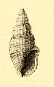 Image of Kermia thespesia (Melvill & Standen 1896)