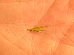 Image of rat's-tail fescue