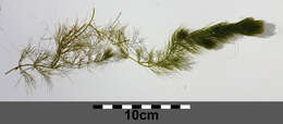 Image of Soft Hornwort