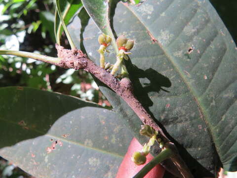 Image of Agrostistachys indica Dalzell