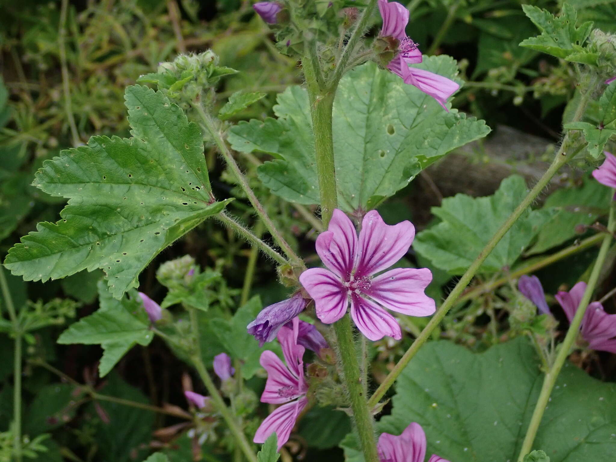 Image of high mallow