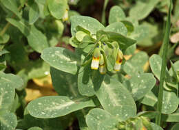 Cerinthe major L. resmi