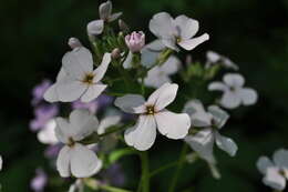 Imagem de Hesperis matronalis L.