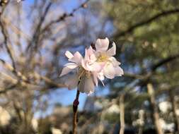 Plancia ëd Prunus subhirtella Miq.