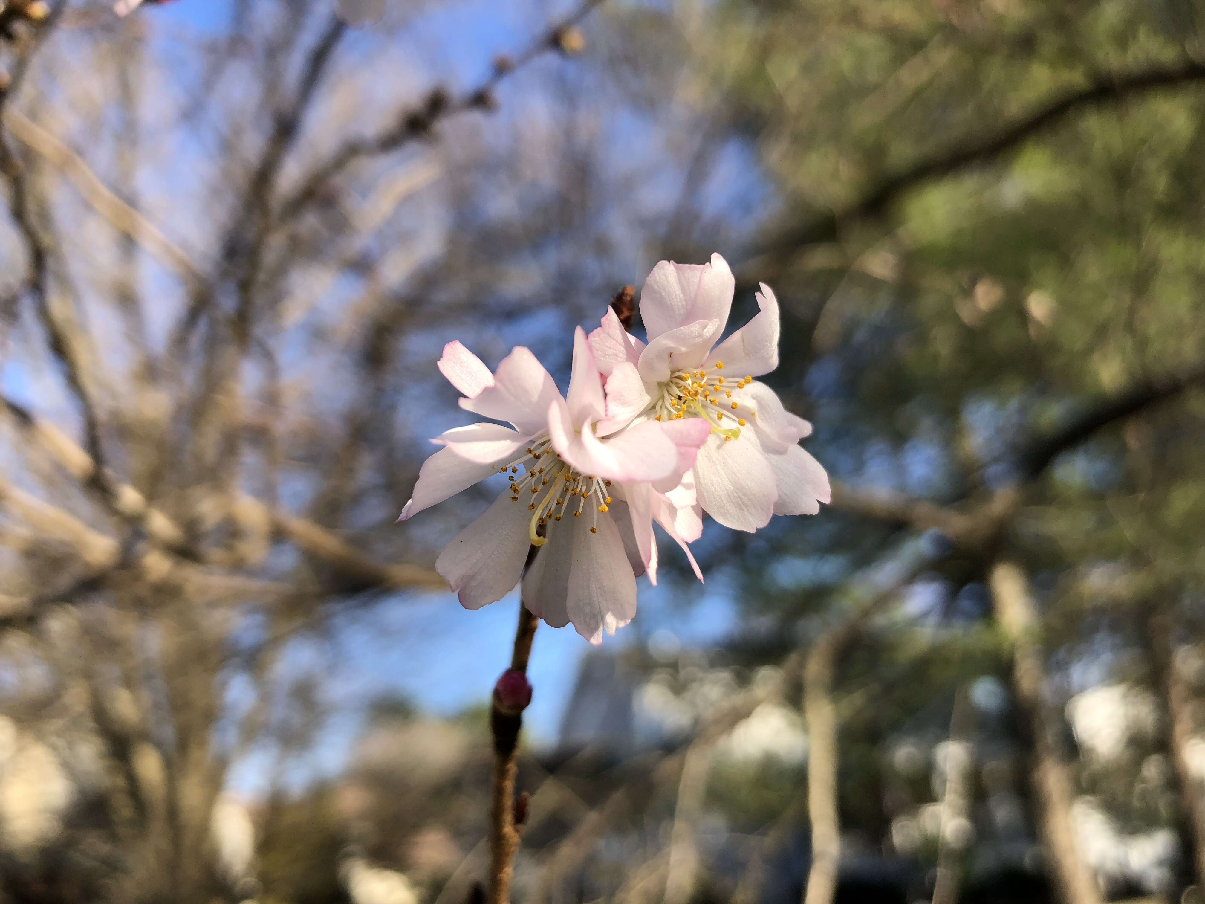 Plancia ëd Prunus subhirtella Miq.