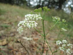 Image of burnet saxifrage