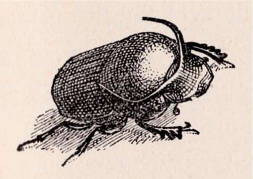 Image de Onthophagus taurus (Schreber 1759)