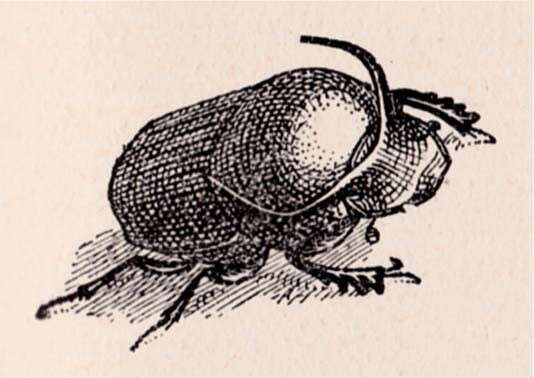 Image of Bull Headed Dung Beetle