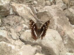 Image of purple emperor