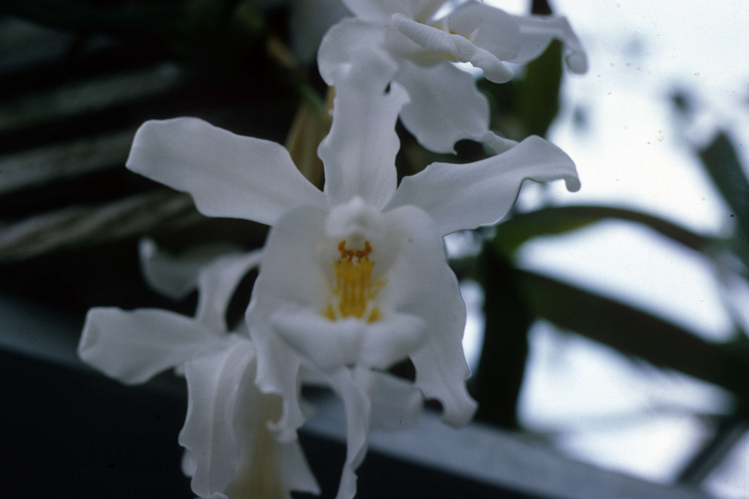 Image of Coelogyne cristata Lindl.